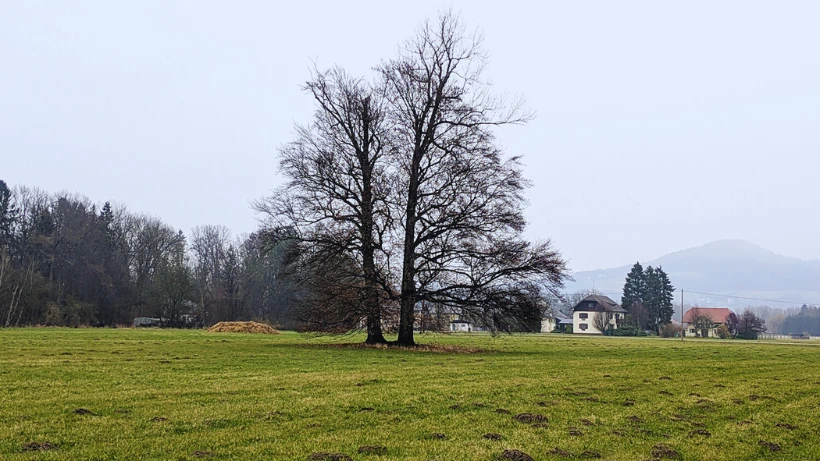 Alter, markanter Baum auf einer offenen Wiese mit Häusern und Hügeln im Hintergrund – ein klassischer Hotspot, an dem über Jahrzehnte alte Münzen, Knöpfe, kleine Figuren und gelegentlich sogar wertvollere Funde verloren gingen und versteckt wurden.