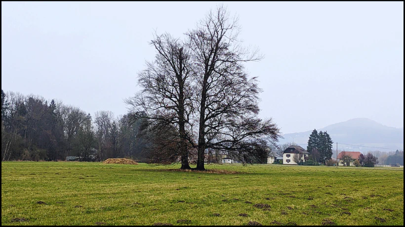 Alter, markanter Baum auf einer offenen Wiese mit Häusern Hintergrund – ein klassischer Hotspot, an dem über Jahrzehnte alte Münzen, Knöpfe, kleine Figuren und gelegentlich sogar wertvollere Funde verloren gingen und versteckt wurden.