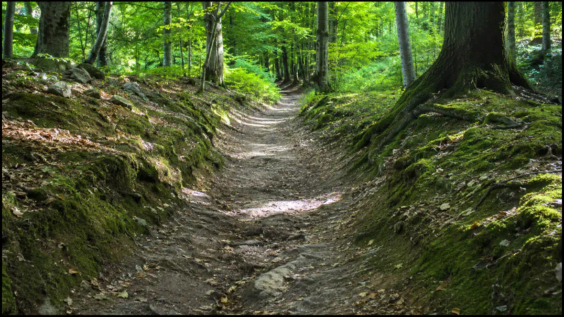Schmaler Wanderweg mit natürlichem alten Trampelpfad durch Wiese und Wald, ruhig gelegen, Damals wie heute von Spaziergängern häufig genutzt.