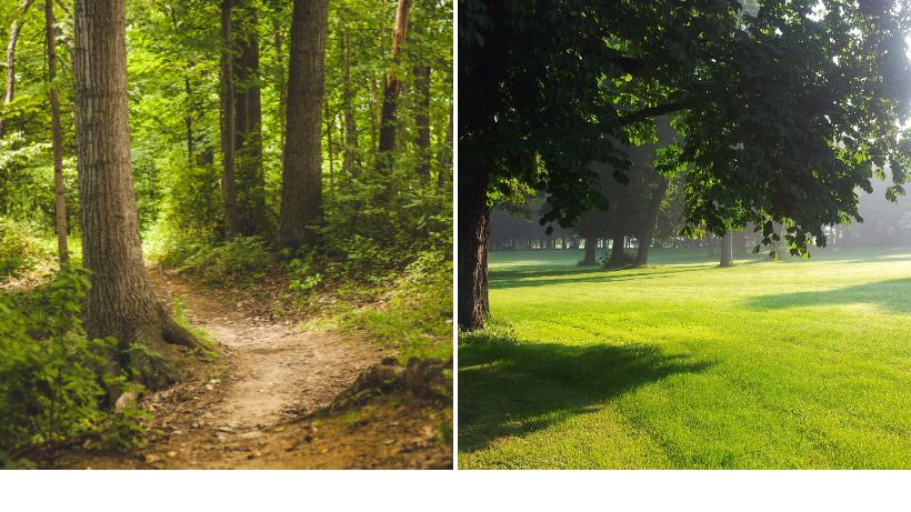 Sondel-Plätze alter Wald und Park