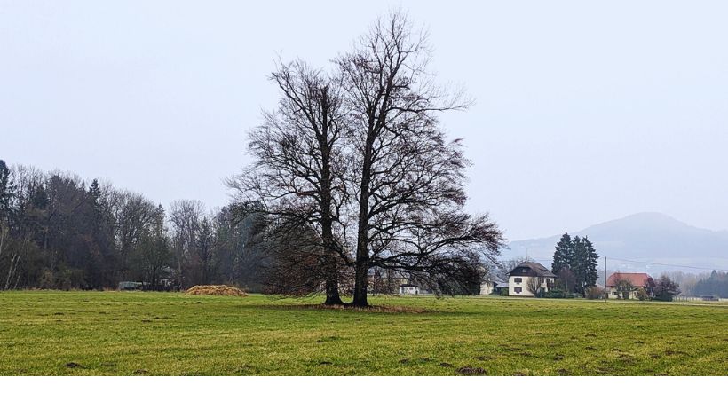 Alter Baum Sondeln