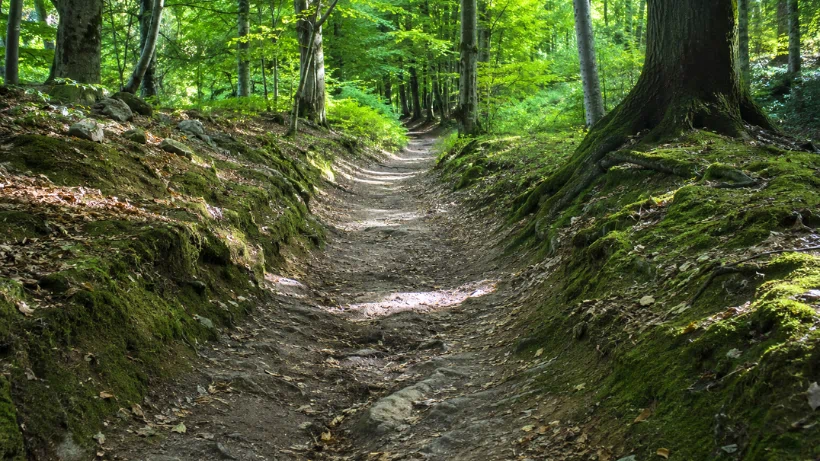 Schmaler Wanderweg mit natürlichem Trampelpfad durch Wiese und Wald, ruhig gelegen und von Spaziergängern häufig genutzt.