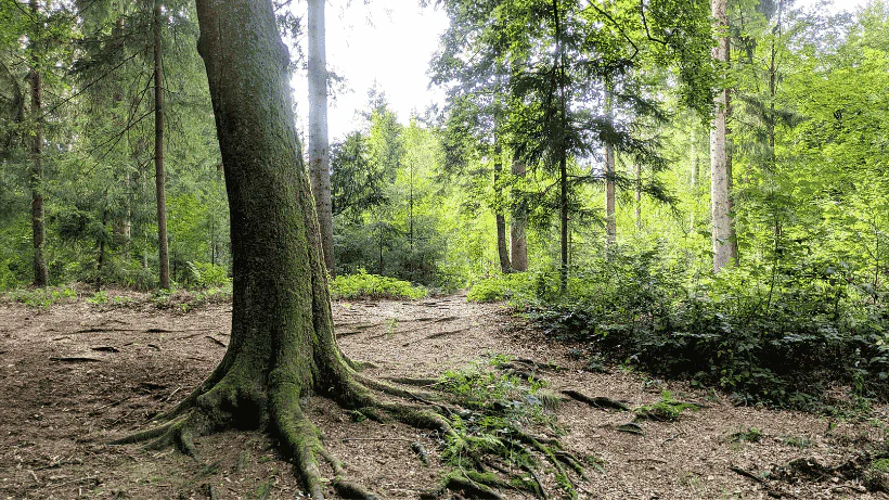 Waldgebiete sind hervorragende Suchspotes für die Schatzsuche mit Metalldetektor, aber nur mit Genehmigung
