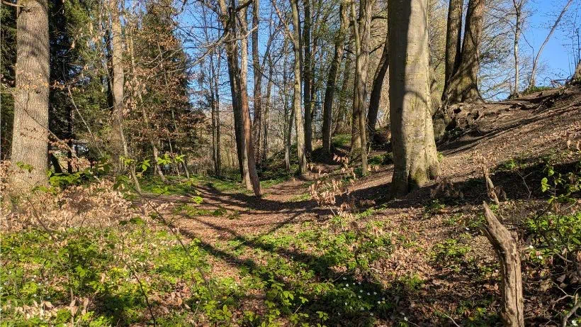 Waldgebiet für die Schatzsuche mit Metalldetektor, lohnenswerter Suchspot