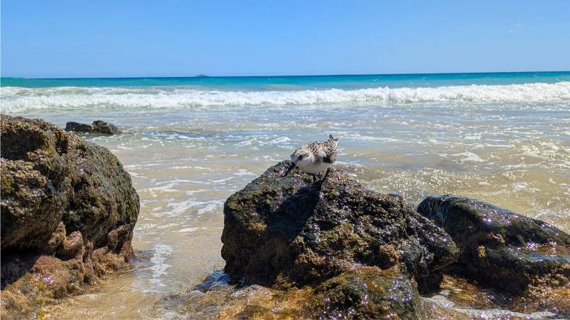 Sondeln im Meer, im Wasser und unter Wasser, hier können Störungen durch das Salzhaltige Wasser auftreten bei Pinpointer