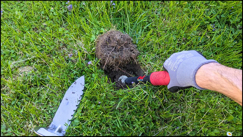Im Minelab Pro-Find 40 Test hebt ein sondler öffnet ein frisch ausgehobenes Loch im Gras, um die Tiefenleistung und Reichweite des Pinpointers direkt im Boden zu testen.